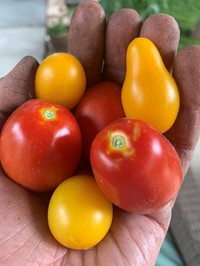 tomatoes from garden