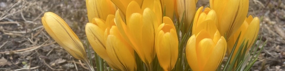Spring flowers are here!!
