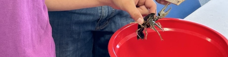 Crayfish
