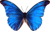 Navy Blue Butterfly