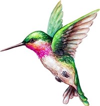 Pink Hummingbirds