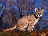 Burgundy Mountain Lions